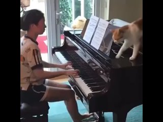 pianist cat